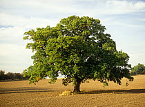 Oak tree {Quercus robur} Nottinghamshire, UK, October, sequence 3/4