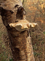Birch bracket fungus (Piptoporus betulinus) on Silver birch tree trunk - fungus kills the tree - UK
