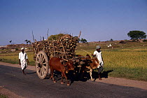 Domestic water buffalo {Bubalus arnee bubalis} pulling cart (bullock cart) India