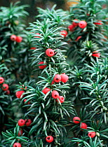 Close up of Yew tree berries (Taxus baccata) UK