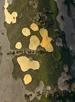 Close up of bark of London plane tree bark (Platanus X hispanica) UK