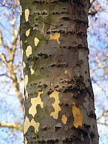 Close up of bark of London plane tree (Platanus X hispanica) UK