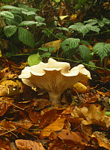 Fungus {Clitocybe phyllophila} amongst autumn beech leaves. Derbyshire, UK