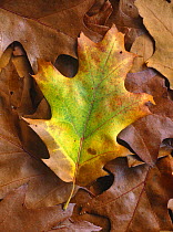 Red oak (Quercus rubra) leaf showing autumn colours. UK