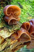 Jew's ear fungi on elder branch (Auricularia  auricula judae) Derbyshire