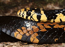 Black and yellow rat snake head, Ecuador