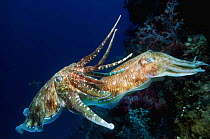 Pharaoh cuttlefish {Sepia pharaonis} male guarding egg laying female, Andaman Sea, Thailand