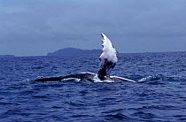 Pectoral fin of Humpback whale. Gorgona Island, Columbia