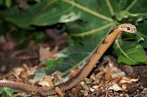 Juvenile King Cobra, India.