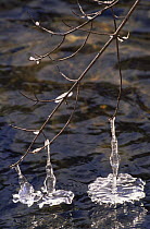 Icicles hanging from twig onto river.