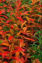 Rose bay willowherb (Chamerion angustifolium angustifolium) Scotland. Autumn