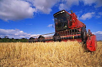 Combine harvester harvesting winter wheat (Triticum aestivum), Scotland