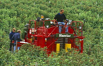Mechanised raspberry harvesting with Pattenden Harrier, Scotland