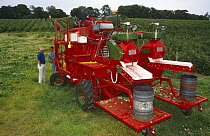 Mechanised raspberry harvesting with Pattenden Harrier, Scotland