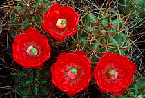 Flowering Claret cup cactus (Echinocereus triglochidiatus) Mojave Desert, USA