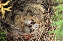 European cuckoo egg (Cuculus canorus) in nest with Warbler eggs (Cercotrichas galactotes) Spain