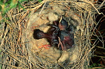 Newborn European cuckoo chick (Cuculus canorus) trying to remove newborn Warbler from nest (Cercotrichas galactotes) Spain