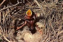 Newborn European cuckoo chick (Cuculus canorus) trying to remove newborn Warbler from nest (Cercotrichas galactotes) Spain