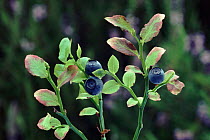 Bilberry fruit, Scotland.