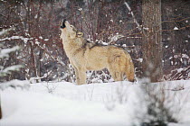 Portrait of grey wolf howling in the snow.