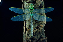 Emperor dragonfly at rest (Anax imperator). UK, Europe