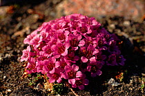 Purple saxifrage (Saxifraga oppositifolia) Ellesmere Isl. Canada.