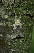 Pale tussock moth (Dasychira pudibunda) camouflaged against tree bark. Monkwood NR, near Worcester, England.