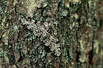 Peppered moth (Biston betularia) Monkwood NR Near Worcester