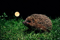 Hedgehog under full moon, Poland