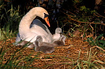 Mute swan with cygnets at nest, County Durham, UK