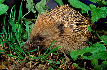 Hedgehog (Erinaceus europaeus) foraging among plants. England, UK, Europe