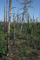 Dead trees from oil production pollution, Siberia.