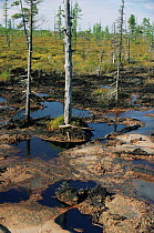 Oil pollution in tundra marsh, Siberia.