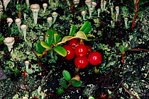 Cowberry (Vaccinium vitis-idaea) fruit and lichens, Siberia