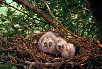 Long eared owl chicks in nest (Asio otus). England, UK, Europe