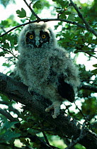 Long eared owl chick perched in tree (Asio otus) UK