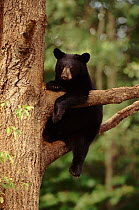 Black bear cub climbing tree, Minnesota, USA