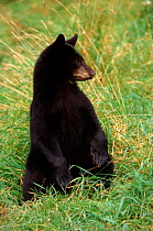 Black bear juvenile sitting in grass, Minnesota, USA.