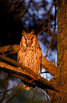 Long eared owl, Kozienicki Park. Poland