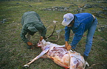 Inuits skinning Caribou (Rangifer tarandus) Wager Bay, NW Territories, Canada, sequence