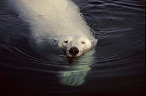 Polar bear swimming in the sea, Canadian North West Territories