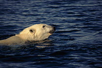 Polar bear swimming, North West Territories, Canada