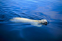Polar bear swimming. Canada (Ursus maritimus) NW Territories