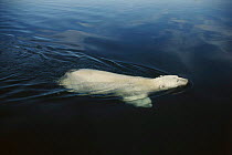 Polar bear swimming. Canada, North West Territories