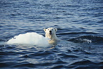 Polar bear swimming near ice floe. Canada, North West Territories