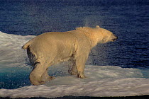 Polar bear shaking water out of fur after swimming, North West Territories, Canada