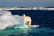 Female polar bear with cub on ice floe (Ursus maritimus) North West Territories,  Canada