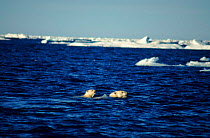 Female polar bear and cub swimming, North West Territories, Canada