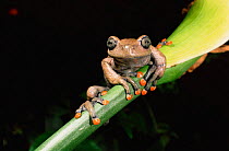 Tree frog (Hyla lindae) Western Ecuador, South America