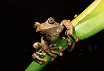 Tree frog, Western Ecuador, S. America
